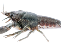 Rak mramorovaný (Procambarus virginalis) pochází se Severní Ameriky. U nás je oblíbeným akvarijním druhem, právě jedinci uprchlí z chovů mohou založit populaci ve volné přírodě.