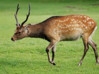 Jelen sika (Cervus nippon), původem z východní Asie, se kříží s naším původním jelenem evropským (Cervus elaphus). Foto: Lilly M, CC BY-SA 3.0