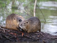 Nutrie říční (Myocastor coypu), původem z Jižní Ameriky, u nás byla chována na kožešiny a maso. Jedinci uprchlí z farem založili divoké populace, jejichž velikost v posledních letech prudce roste. Foto: Pavel Pipek Pavel, BÚ AV ČR