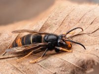 Sršeň asijská (Vespa velutina) se šíří Evropu ze západní Francie, kam byla zavlečena z východní Asie. Napadá včelstva a ve srovnání s původní sršní obecnou je agresivnější i vůči lidem. Foto: Gilles San Martin, CC BY-SA 2.0