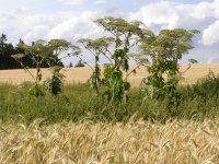 Bolševník velkolepý (Heracleum mantegazzianum) původem z Kavkazu může dosahovat až pěti metrů. Jeho šťávy jsou fototoxické, tj. v kombinaci se slunečním svitem způsobují na kůži poleptání a puchýře. Foto: K. Štajerová, BÚ AV ČR