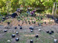 Demonstration planting in Mělník