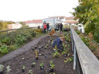 Realizace záhonu v Otevřené zahradě Nadace Partnerství v Brně